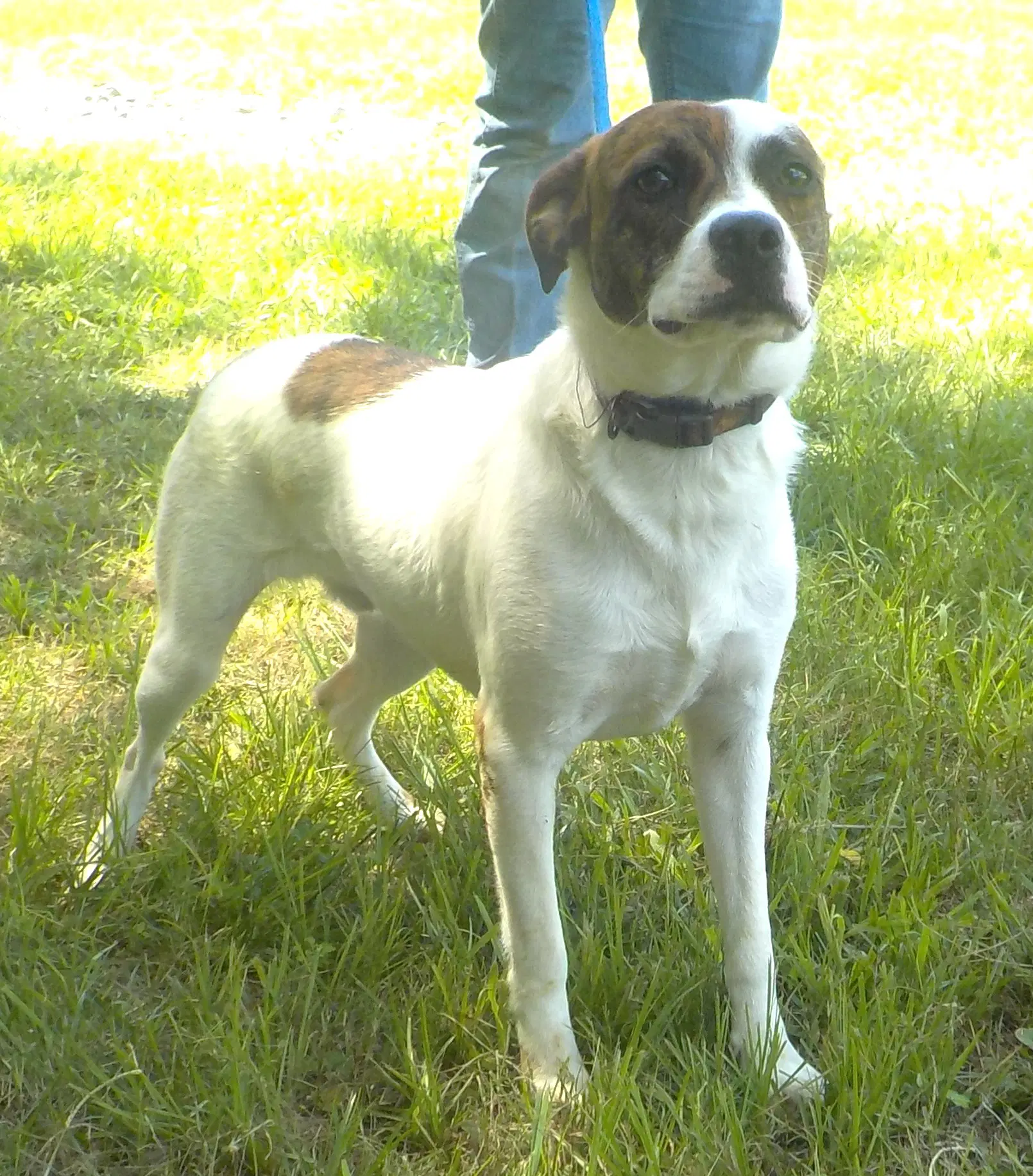 Sheldon - Terrier