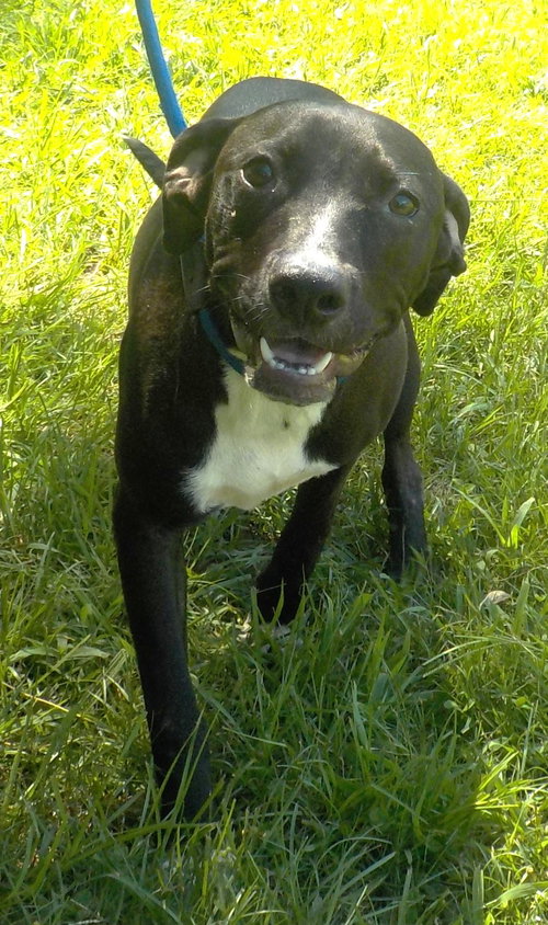 260964  Kayla, an adoptable American Pit Bull Terrier in Wetumpka, AL