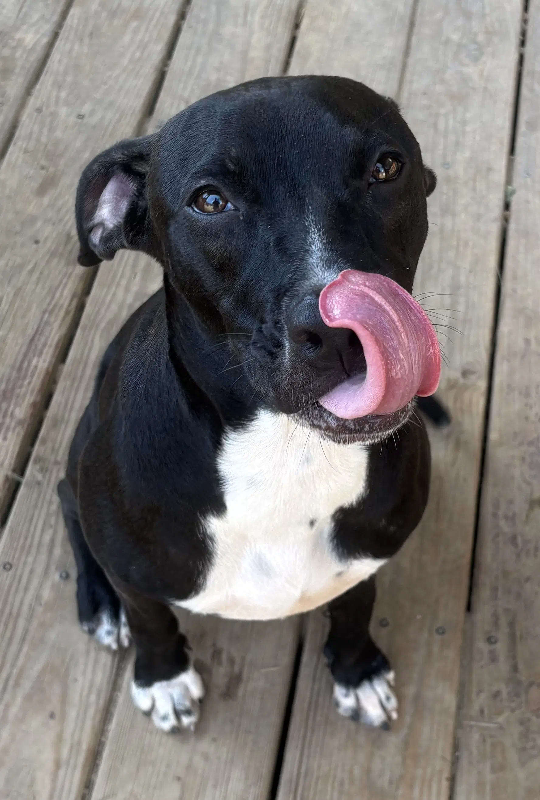 Kayla - American Pit Bull Terrier