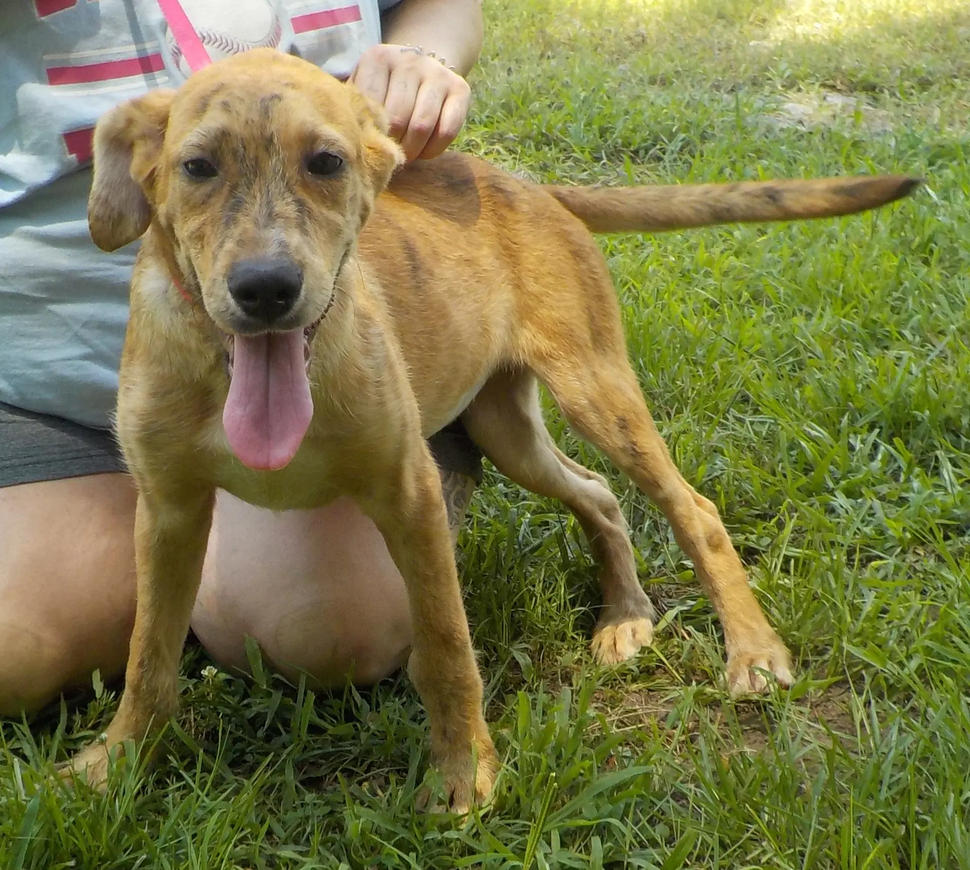 Andy - Australian Cattle Dog/Blue Heeler