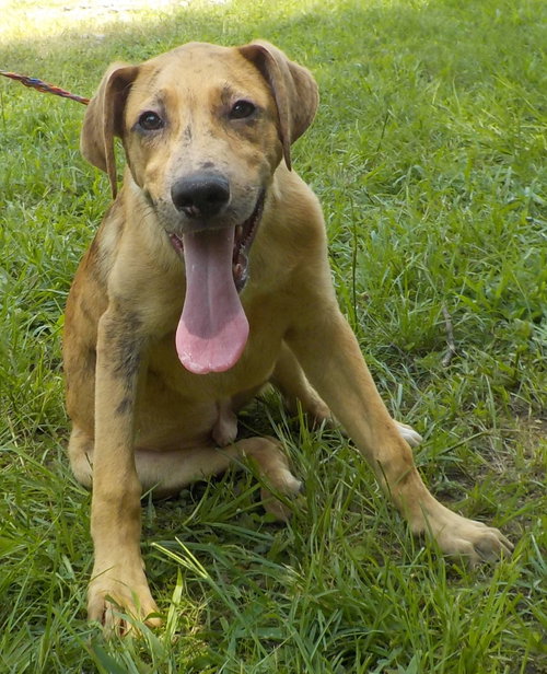 260791 Buzz, an adoptable Australian Cattle Dog in Wetumpka, AL