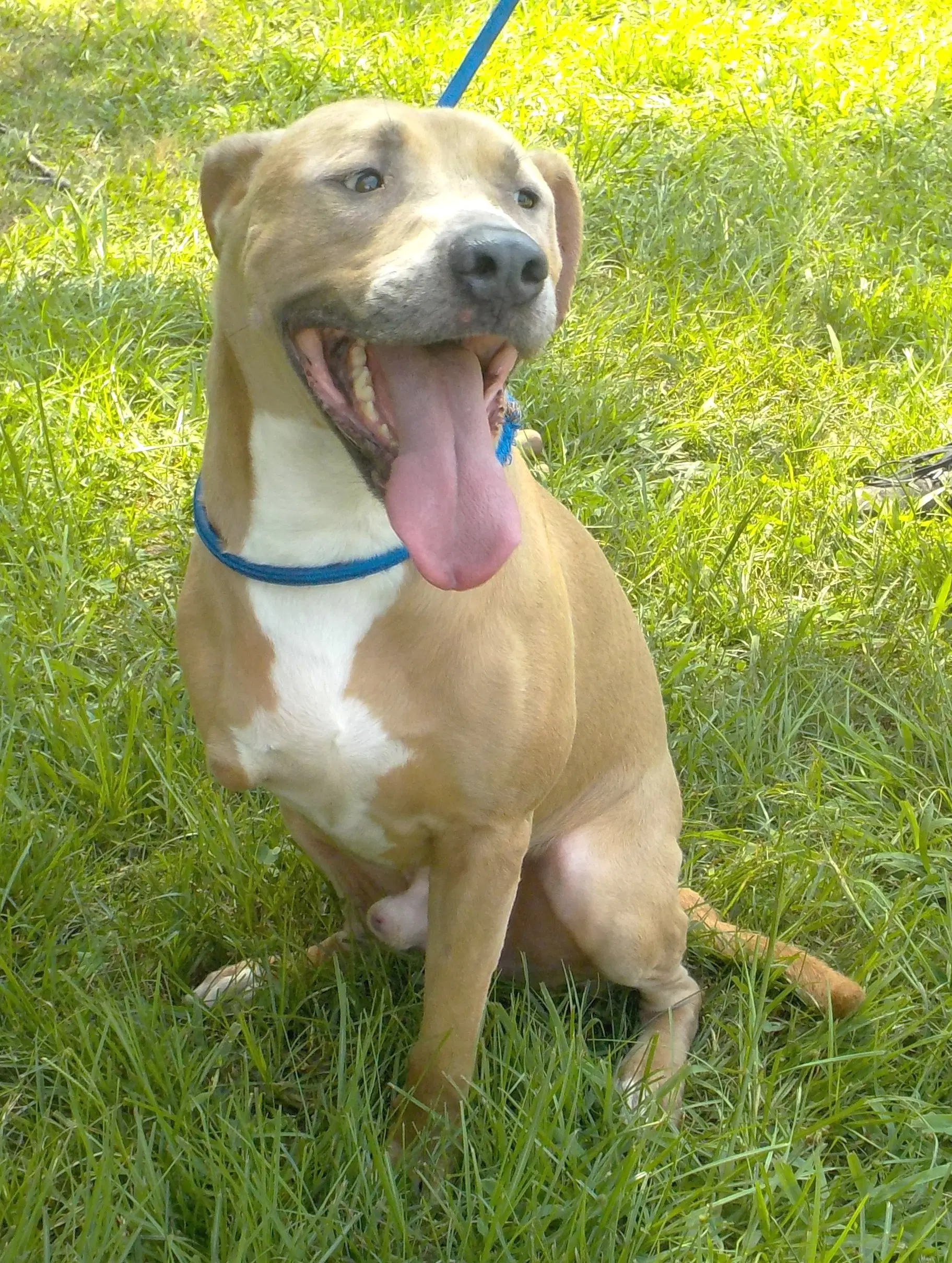 Skip - American Pit Bull Terrier