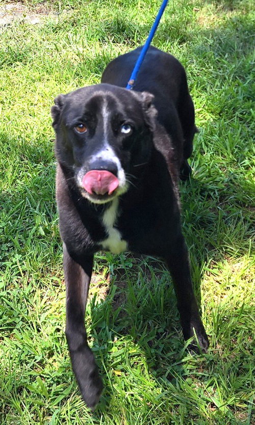260905 Gunter, an adoptable Australian Shepherd in Wetumpka, AL