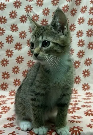 Avon - Domestic Short Hair
