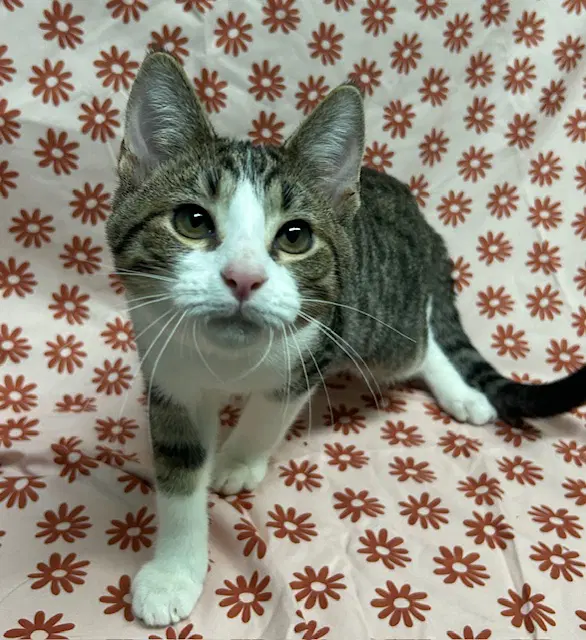Kai - Domestic Short Hair