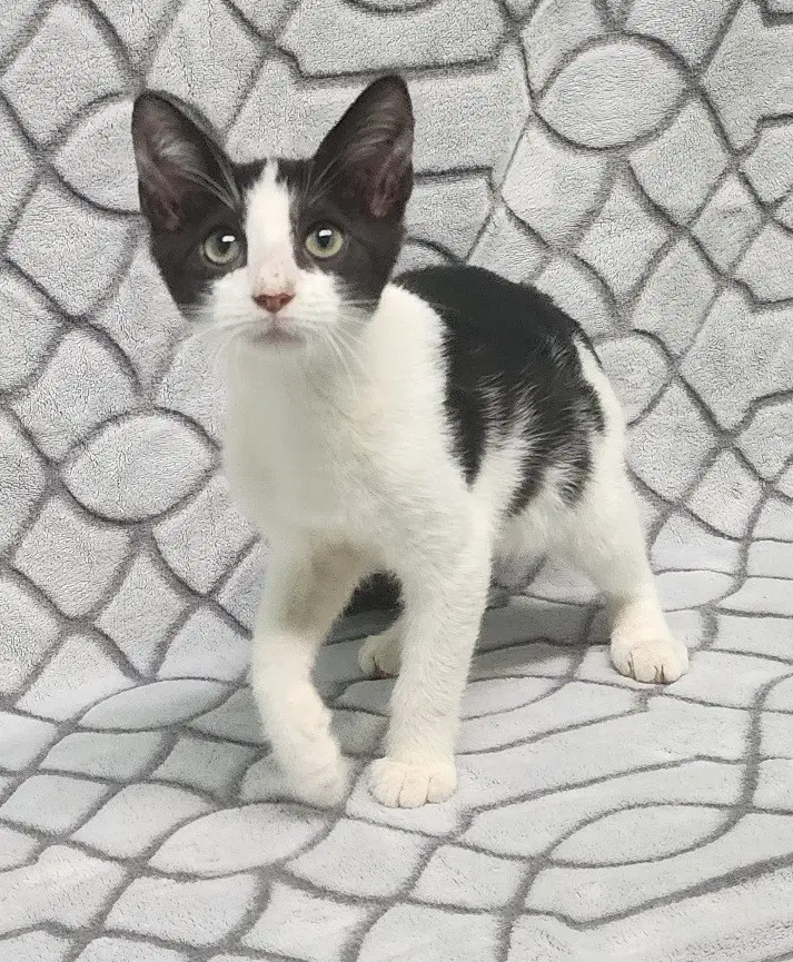 Rosie - Domestic Short Hair