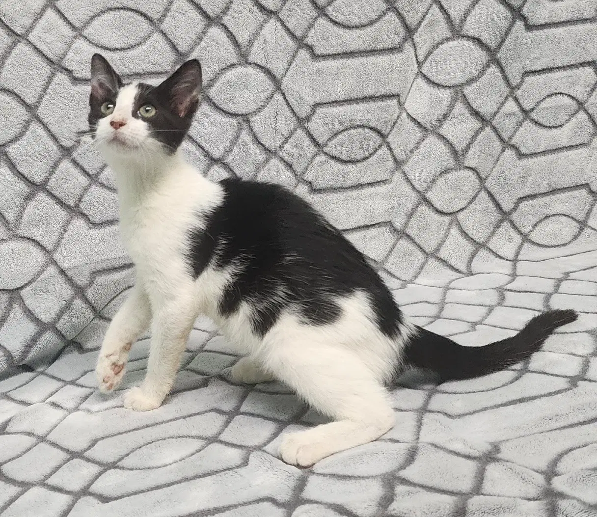 Rosie image 3