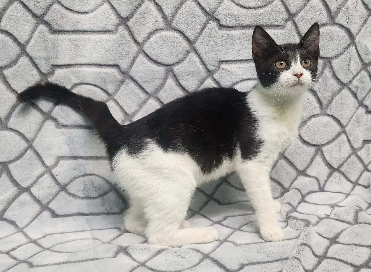 Kate - Domestic Short Hair