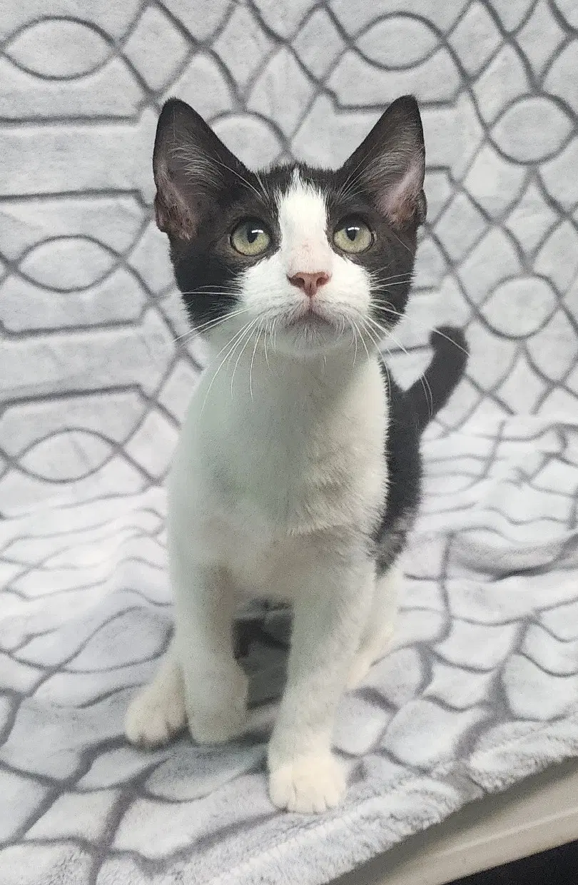 Jordan - Domestic Short Hair