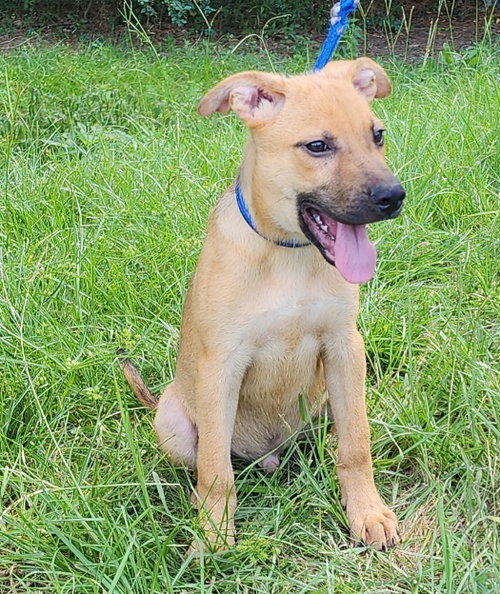 260912 Cletus, an adoptable Shepherd in Wetumpka, AL