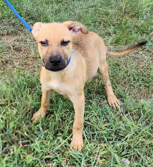 260912 Jesse, an adoptable Shepherd in Wetumpka, AL