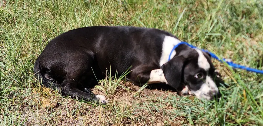 Bre - Hound