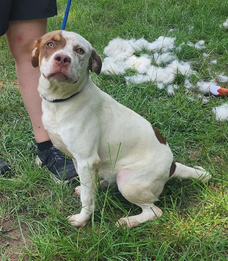 Sid Vicious - American Pit Bull Terrier