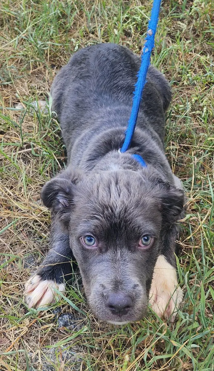 Diamond - Terrier