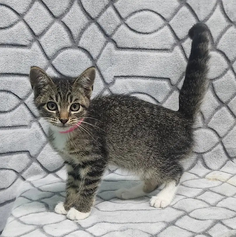 Charlotte - Domestic Short Hair