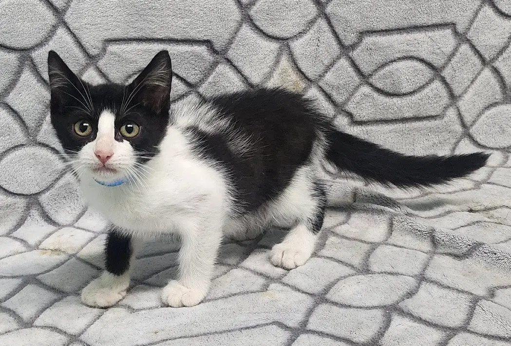 Barkley - Domestic Short Hair