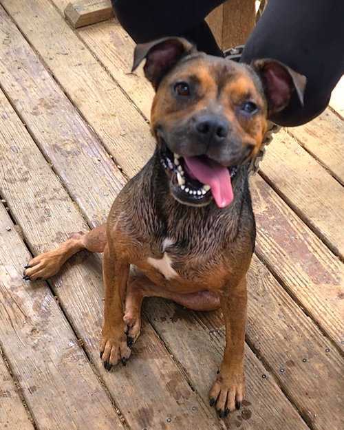 picture of the dog needing adoption