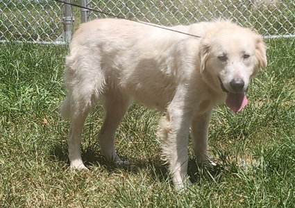 260981  Gracie