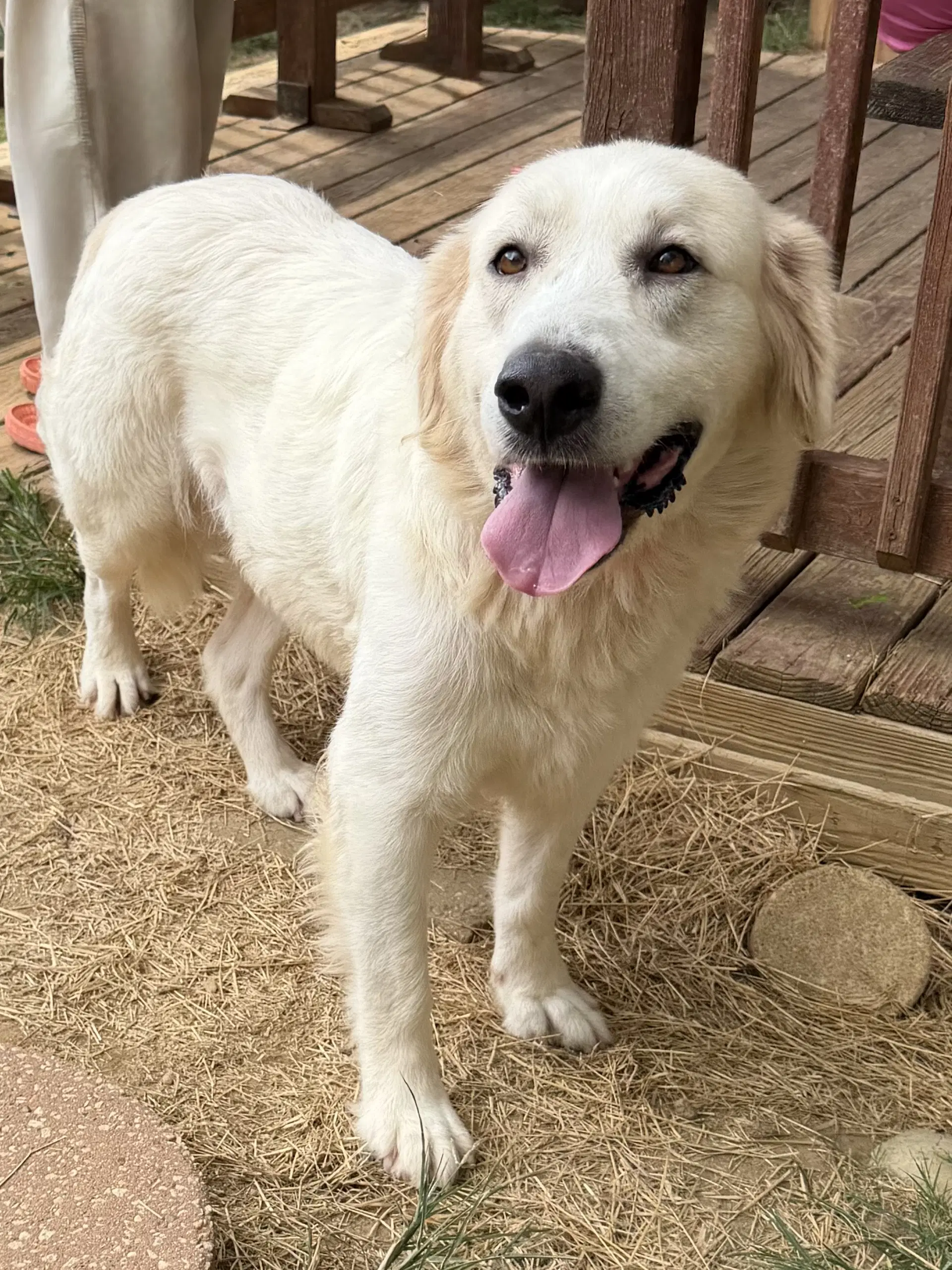 Gracie - Retriever