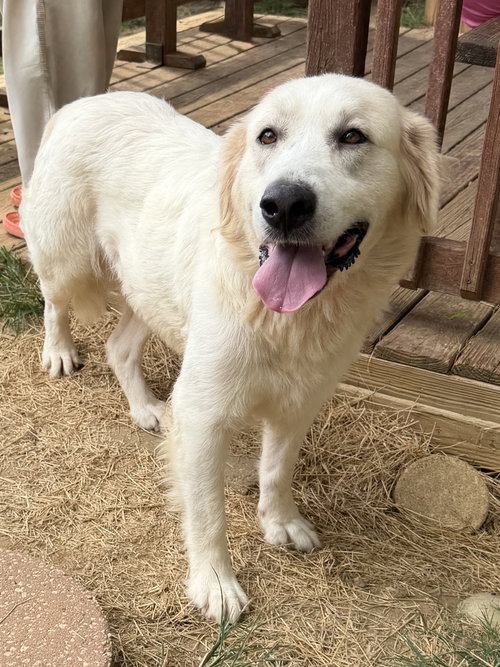 picture of the dog needing adoption