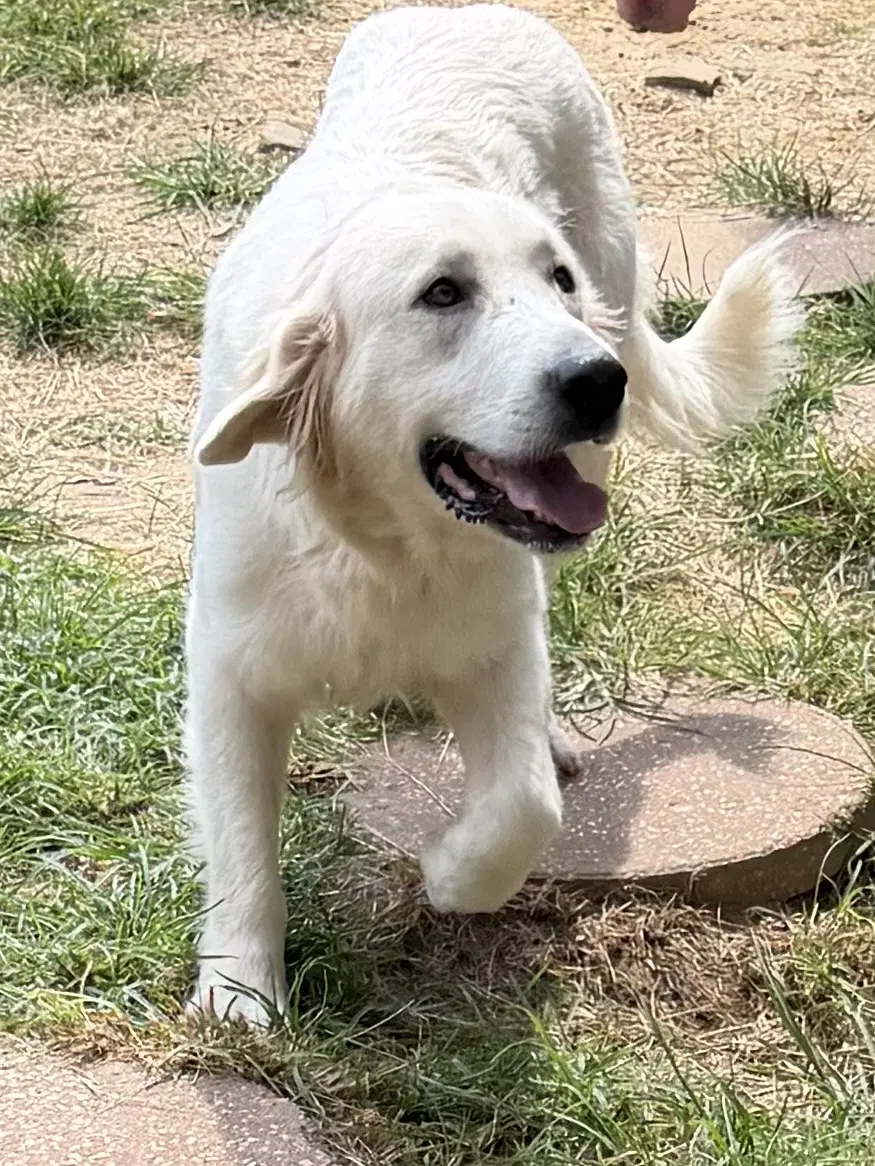 Gracie image 2
