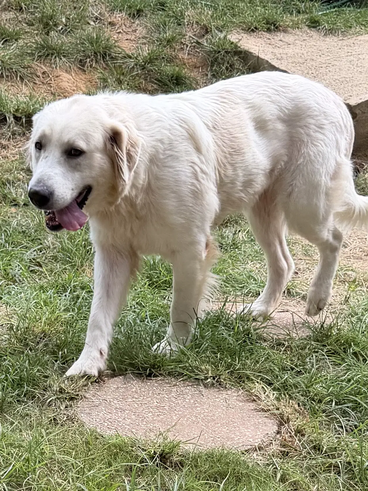 Gracie image 3