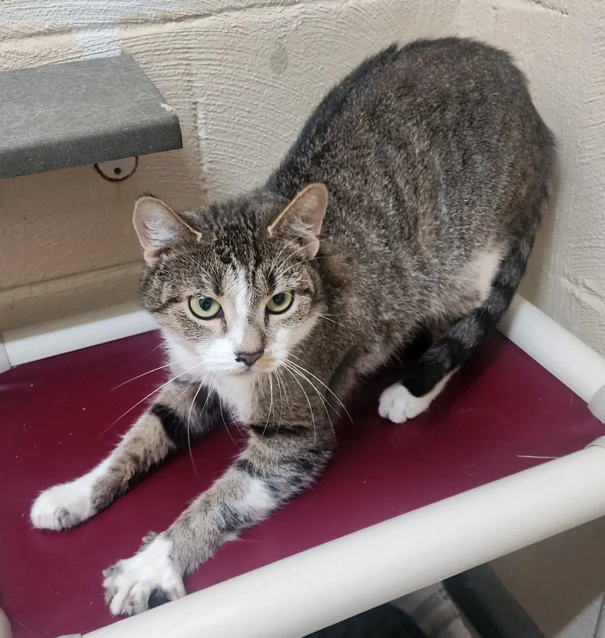 Sophia - Domestic Short Hair