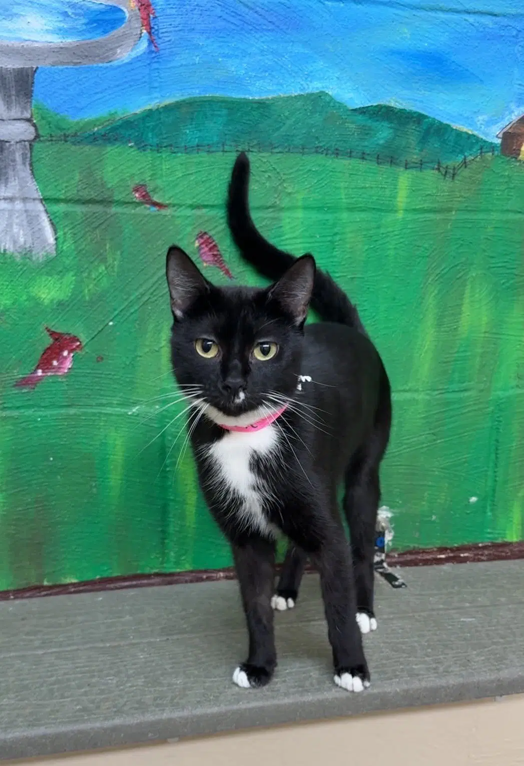 Luna - Domestic Short Hair
