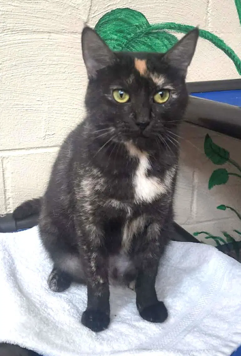 Belinda - Domestic Short Hair