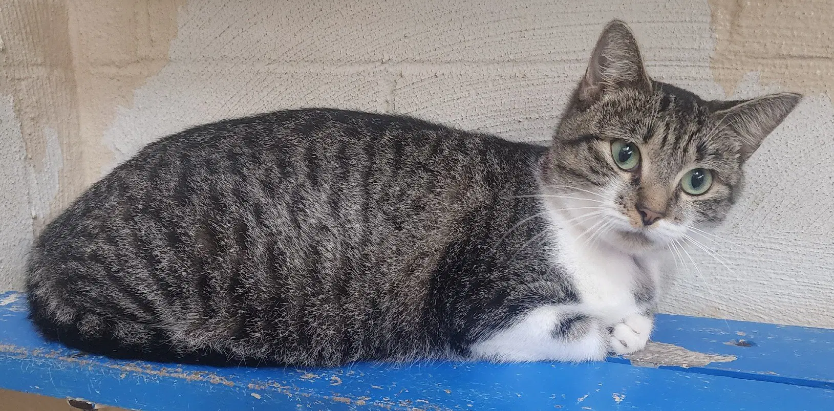 Dolores - Domestic Short Hair