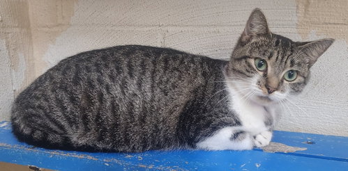 260542 Dolores, a cat for adoption from The Humane Society of Elmore County