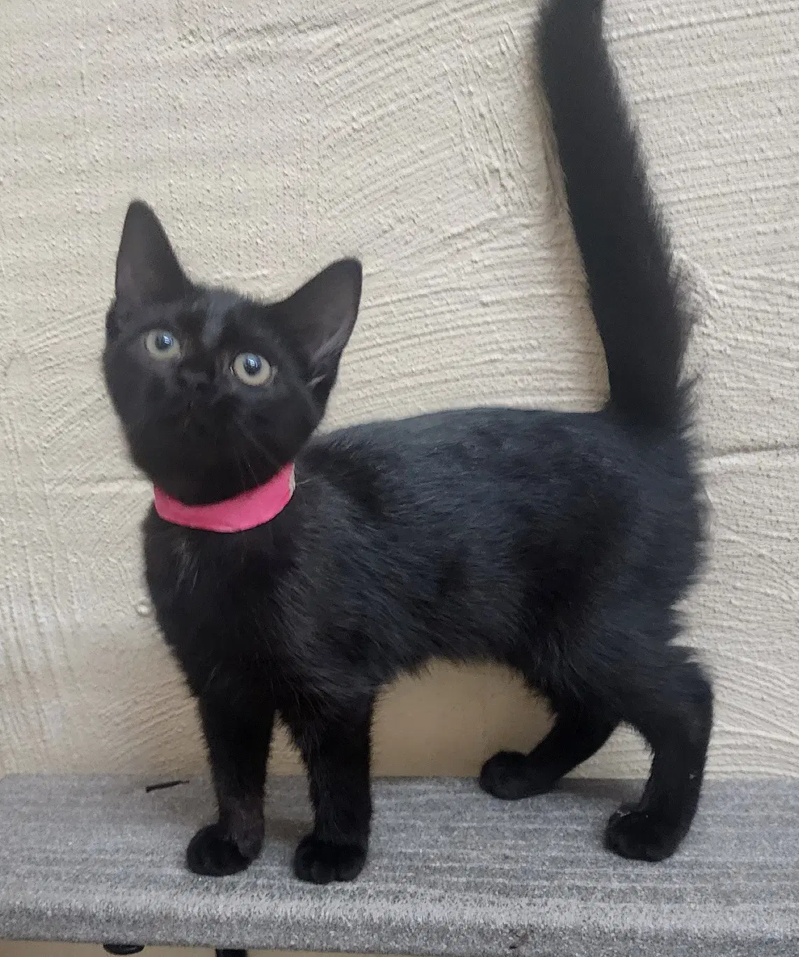 Ida - Domestic Short Hair