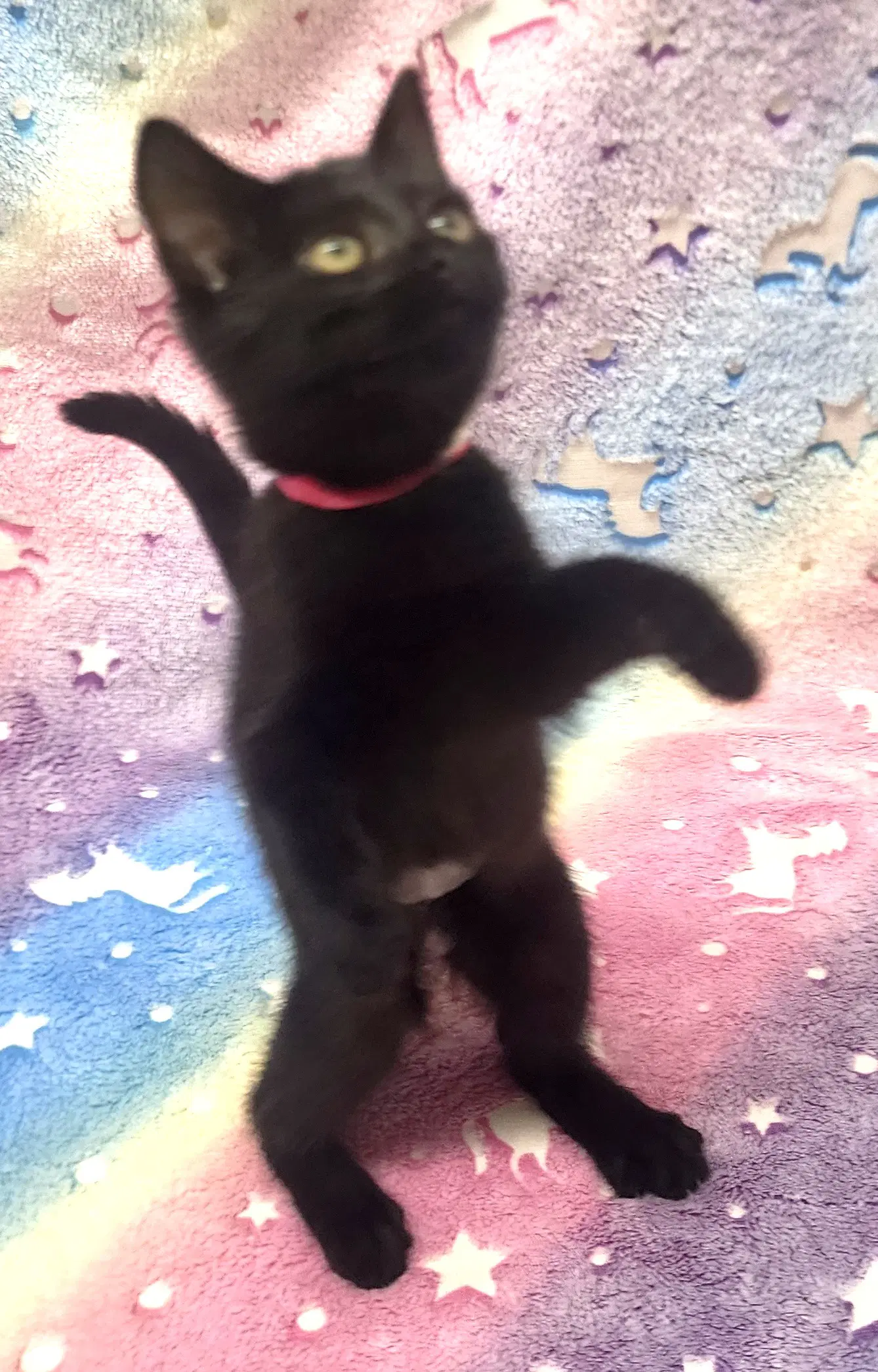 Spots - Domestic Short Hair