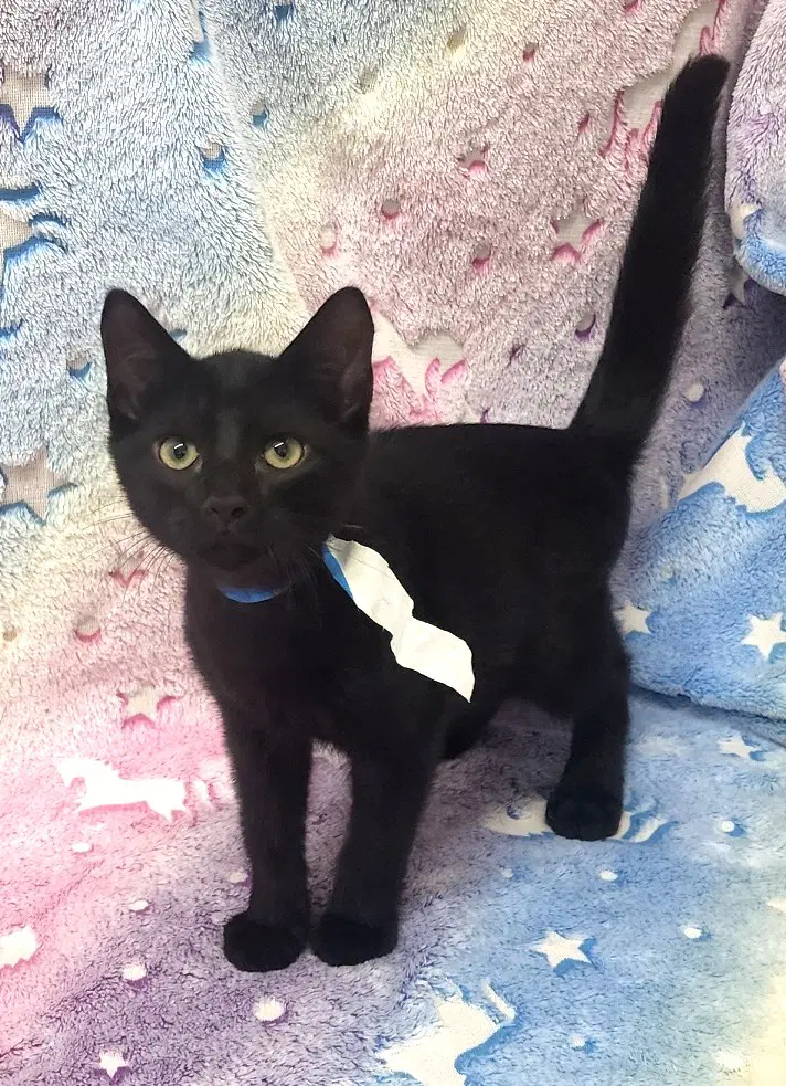 Yin - Domestic Short Hair