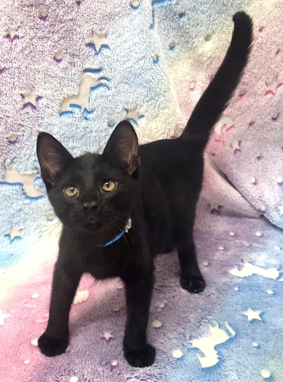 Yang - Domestic Short Hair