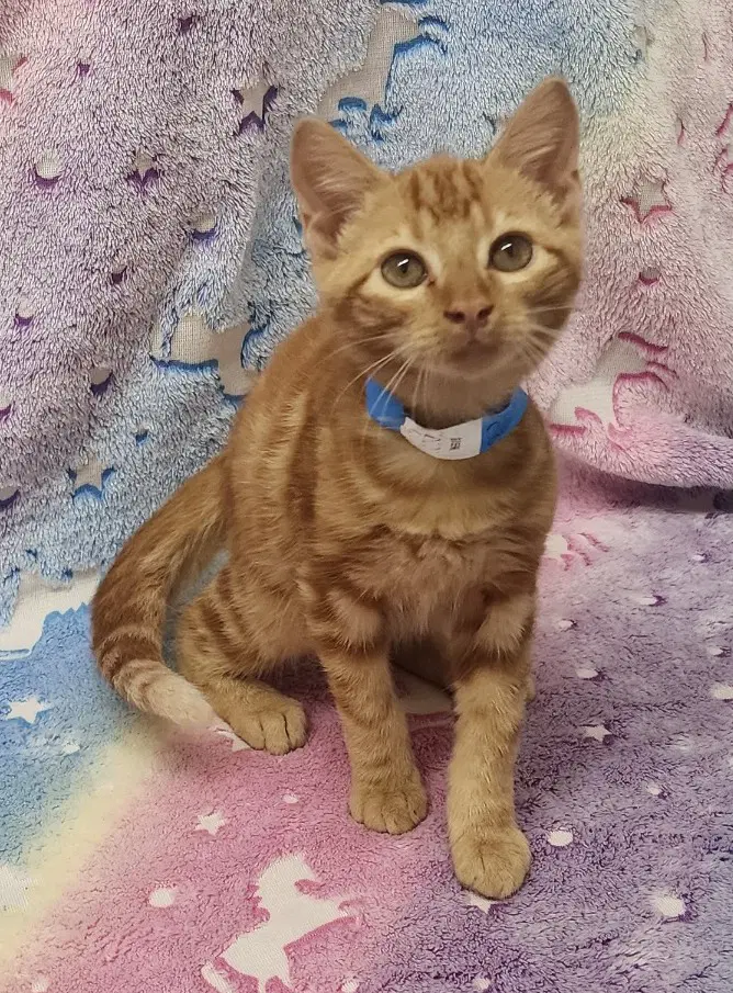 Hank - Domestic Short Hair