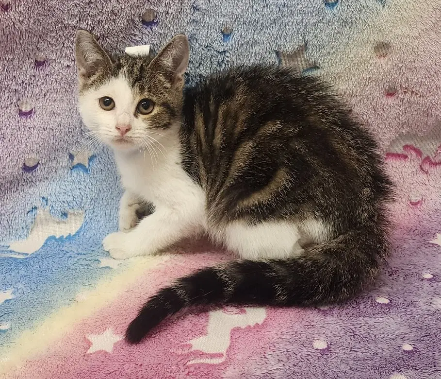 Douglas - Domestic Short Hair