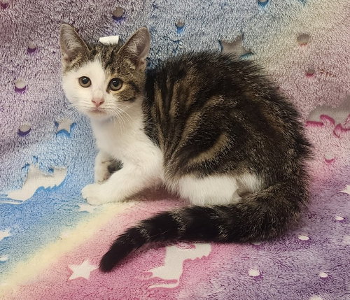 picture of the cat needing adoption
