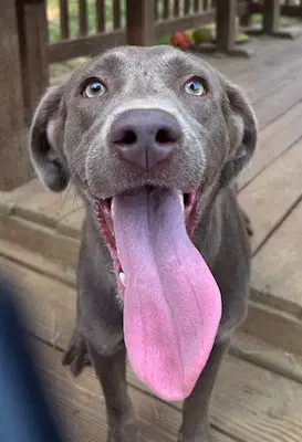 Molly - Labrador Retriever