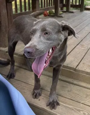 Molly image 4