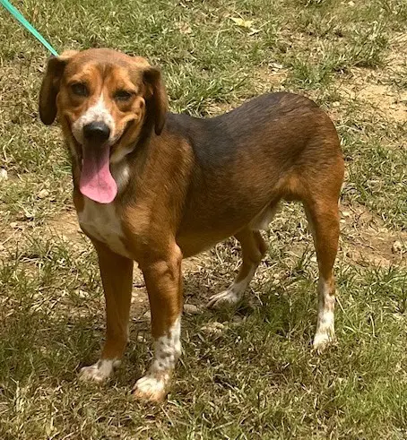 Tobi - Hound