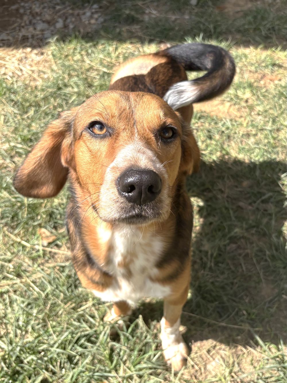 261037 Tobi, photo 4