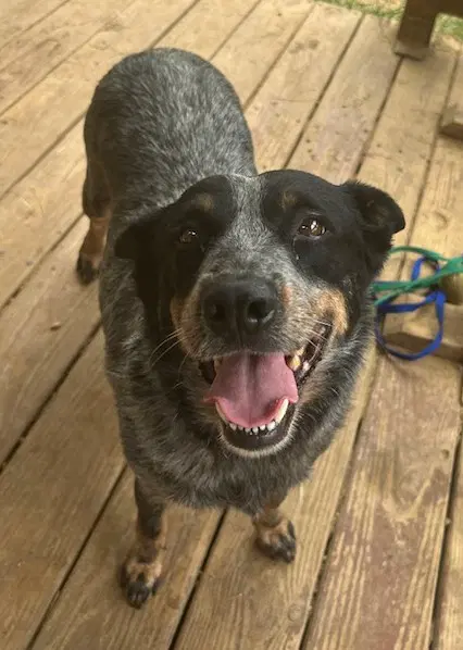Cheyenne - Australian Cattle Dog/Blue Heeler