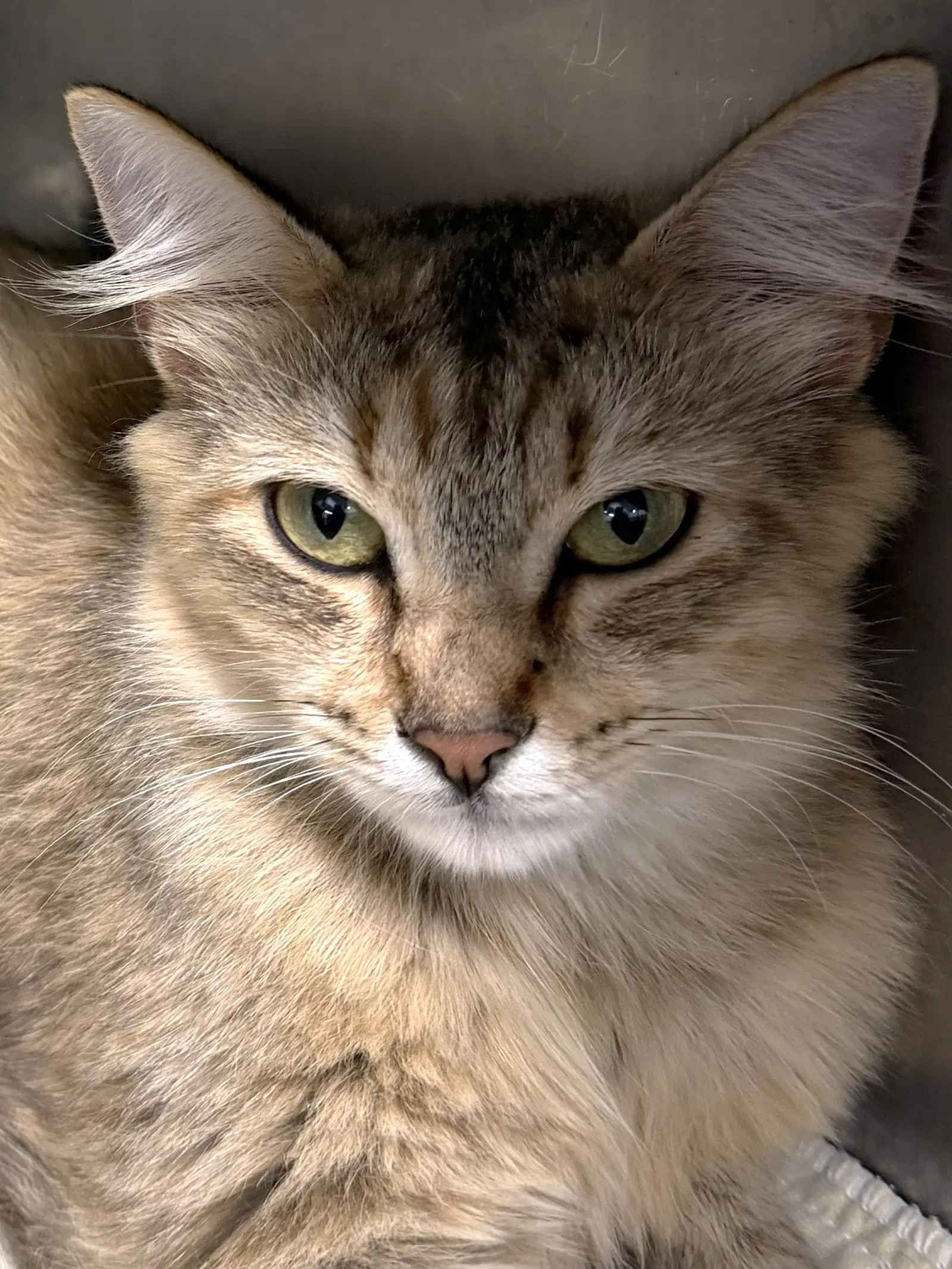 Alexandra - Domestic Medium Hair