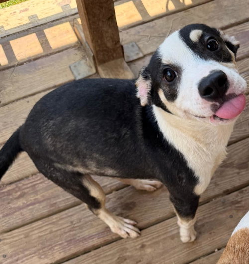 260857 Bark Twain, a dog for adoption from The Humane Society of Elmore County