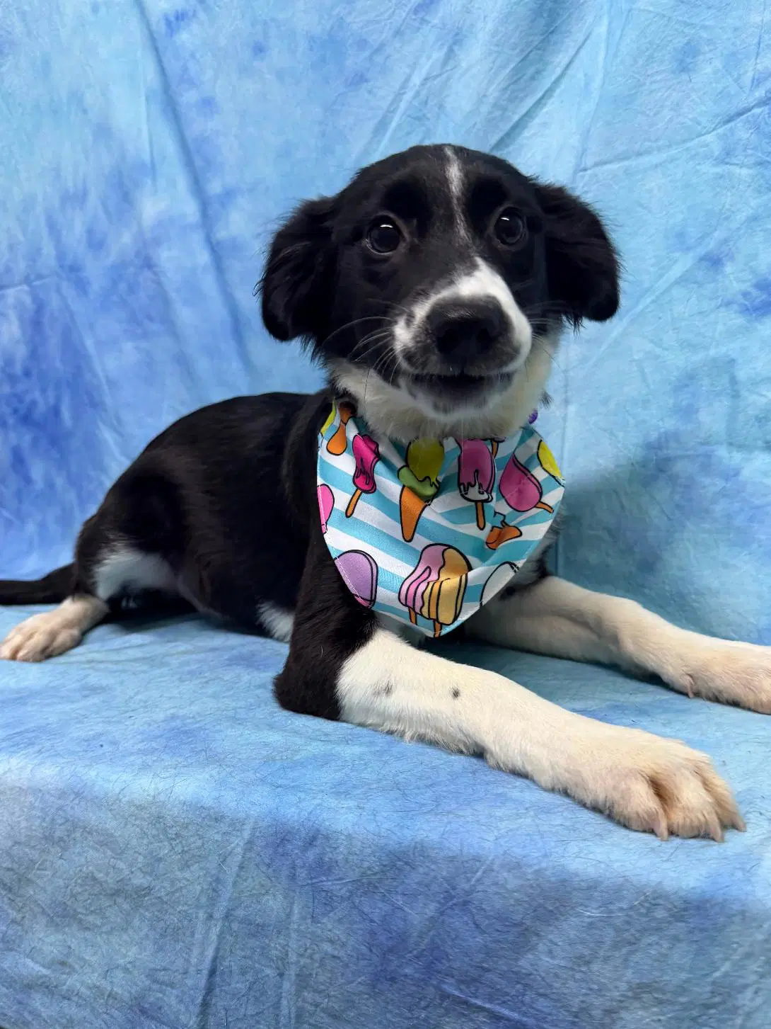 Janet - Australian Shepherd