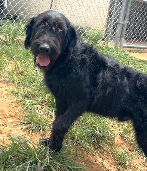 Rip - Labrador Retriever