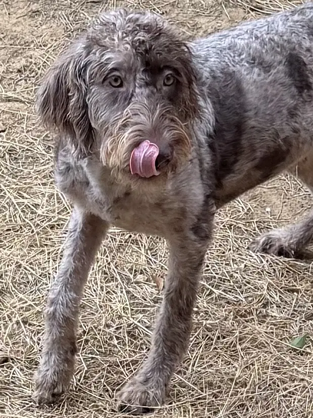 Trip - Australian Shepherd
