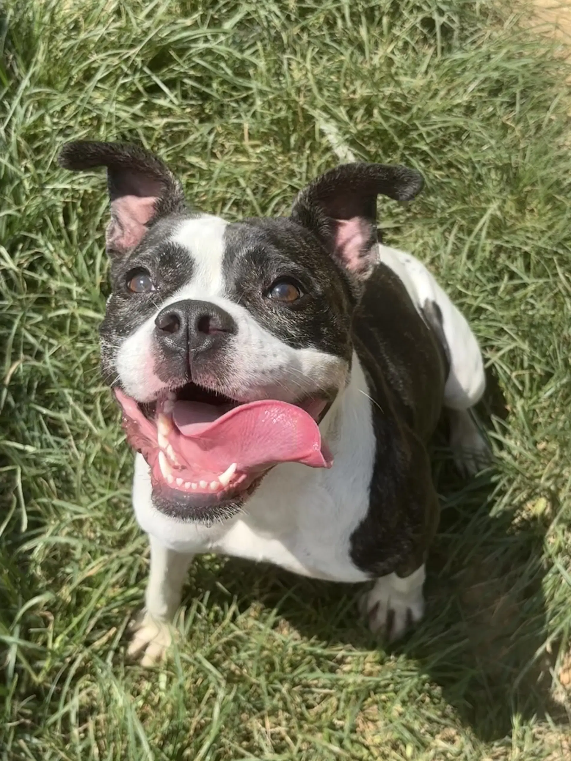Baby Girl - American Pit Bull Terrier