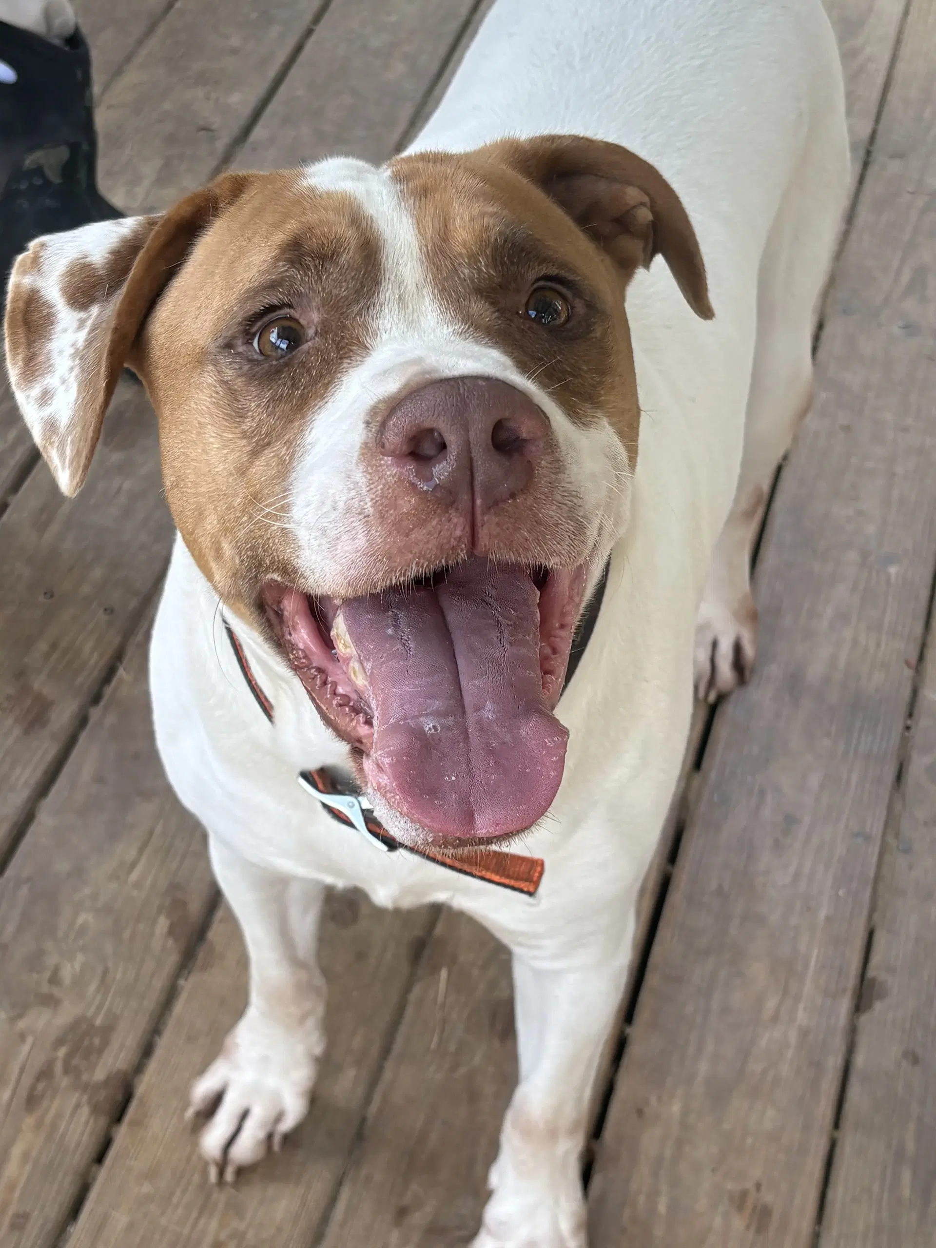 Webby - Bulldog